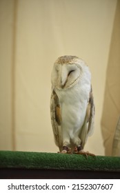 Portrait Of A Sleepy Owl