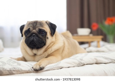  Portrait of a sleepy  pug  dog  lies on bed  .  A pug dog in the apartment. Stay home concept .