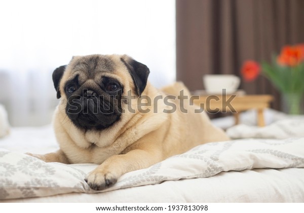  Portrait of a sleepy \
pug  dog  lies on bed  .  A pug dog in the apartment. Stay home\
concept .\
