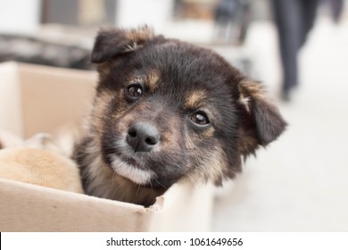 Portrait Of A Small Abandoned Puppy With Sad Eyes, A Dog In A Cardboard Box On The Street Amidst Indifferent People, Emotions Of Animals