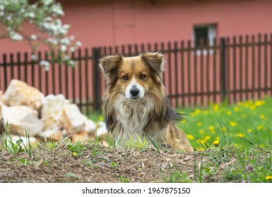 Portrait Of A Small Angry Dog In The Village.