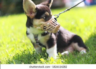 portrait of A small black corgi puppy purebred in a muzzle mask and on a leash