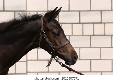 Portrait Of A Small Black Horse Close-up