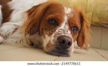       Portrait of small breton spaniel dog   