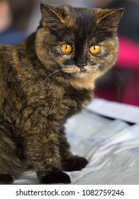 Portrait of a small British kitten of tortie color.