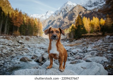 Portrait of a small brown dog in the autumn mountain landscape. Dog in the mountains. - Shutterstock ID 2209637667