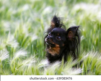 small hairy dog