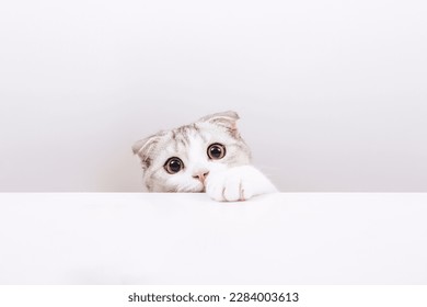 Portrait of small cute cat on the white background. Hidden cat. Scottish fold tabby kitten with funny yellow eyes. Copy space