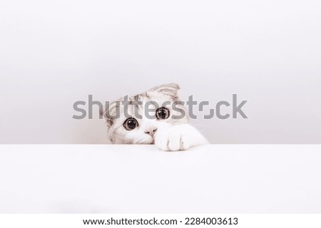 Portrait of small cute cat on the white background. Hidden cat. Scottish fold tabby kitten with funny yellow eyes. Copy space
