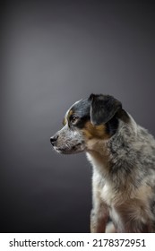 Portrait Of Small Cute Mixed Breed Dog Looking Off To The Side With A Black Background With Negative Space