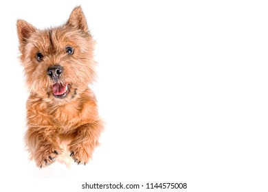 Portrait of a small dog (Norwich Terrier). The dog stands on its hind legs with its tongue hanging out on a white (isolated) background. - Shutterstock ID 1144575008