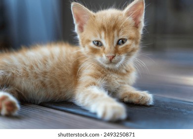 Portrait of a small fluffy ginger  kitten lying on a wooden decking - Powered by Shutterstock