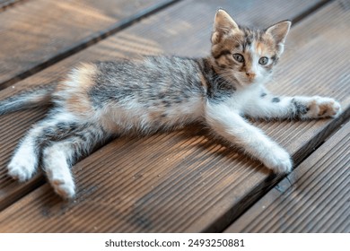 Portrait of a small fluffy tricolor kitten lying on a wooden decking - Powered by Shutterstock