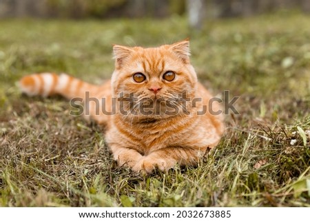 Portrait of a small ginger British kitten with. The cat walks in the garden. British red cat 5 months old.