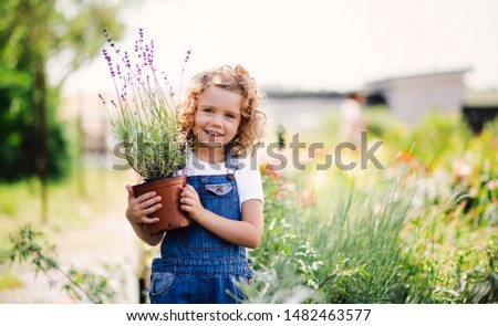 Similar – Foto Bild Lavendel Natur Pflanze