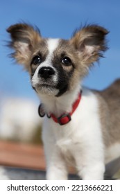 Portrait Of A Small Puppy With Big Ears Against The Blue Sky.