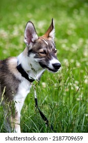 Portrait Of Small Puppy Husky Dog Outdoors