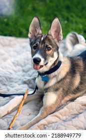 Portrait Of Small Puppy Husky Dog On A Blanket