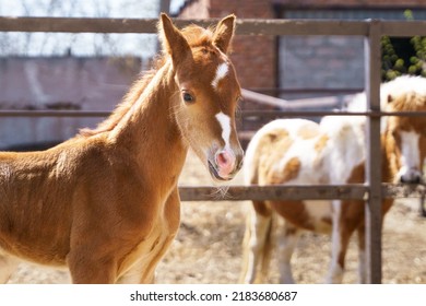 Portrait Of A Small Red Pony Foal With A White Mark On The Muzzle. In The Background Is A Piebald Mini Horse (AMHA)
