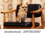 Portrait of a small sad red Chihuahua dog sitting on a leather armchair with wooden armrests against a background of light brown curtains.