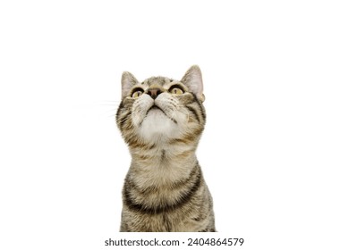 Portrait small tabby cat looking up. Isolated on white background - Powered by Shutterstock