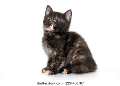 Portrait of a small tricolor kitten on a white background.  Tiny Tortoiseshell Kitten. A cute and funny kitten with green eyes.  A curious kitten. Close-up. White background.