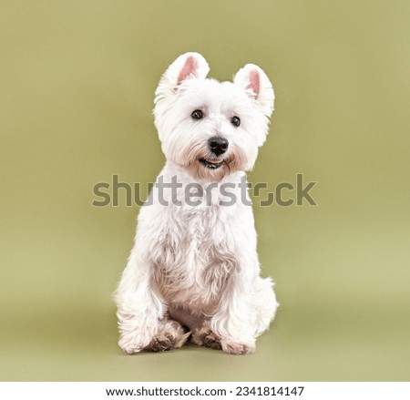Portrait of a small white dog breed west white terrier
