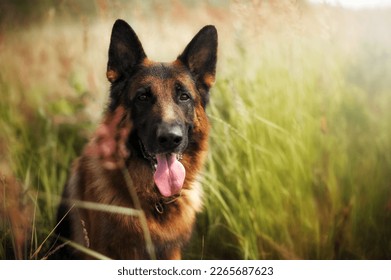 Portrait of a smart german shepherd dog among the green grass