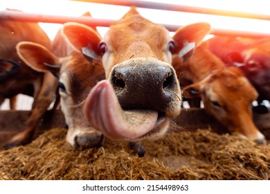 Portrait smile Jersey cow shows tongue sunset light. Modern farming dairy and meat production livestock industry. - Shutterstock ID 2154498963