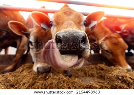 Portrait smile Jersey cow shows tongue sunset light. Modern farming dairy and meat production livestock industry.