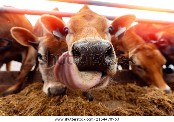 Portrait smile\
Jersey cow shows tongue sunset light. Modern farming dairy and meat\
production livestock\
industry.