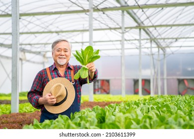 Portrait of Smiling Asian senior man farmer holding organic lettuce in greenhouse garden. Elderly male salad garden owner working in hydroponics vegetable farm. Healthy and vegan food eating concept - Powered by Shutterstock