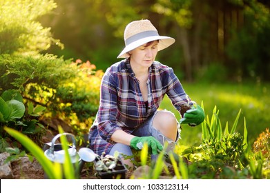 Portrait Of Smiling Beautiful Middle Age/mature/older Female Gardener. Woman Planting Seedlings In Bed In The Domestic Garden At Summer Day. Gardening Activity