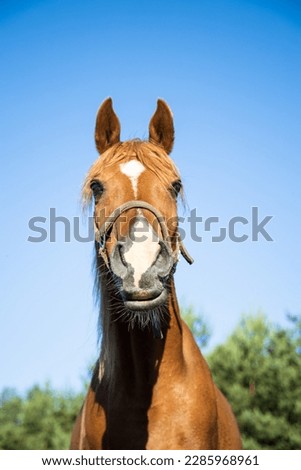 Portrait of smiling brown horse, funny horse in the farm, green forest in the background