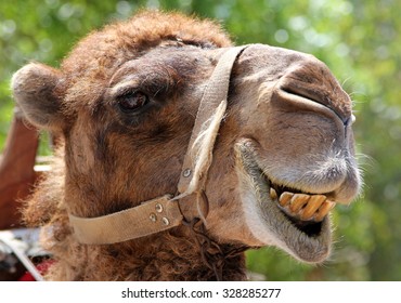 Portrait Of A Smiling Camel