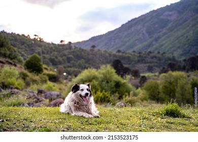 Portrait Of A Smiling Dog With White Fur Lying In A Meadow Looking In Profile With Mountains In The Background.