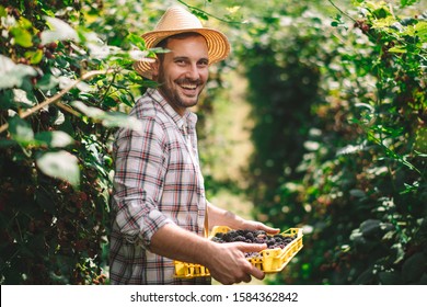Portrait of a smiling farmer. Farmer harvesting blackberries on the field.  - Shutterstock ID 1584362842