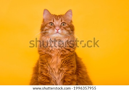 The portrait of smiling ginger cat isolated on yellow background. Funny red cat face with smile. Big green eyes. Looking in camera. Red fluffy cat. Banner for website. Animal and pet concept