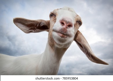 24,066 Smiling goat Images, Stock Photos & Vectors | Shutterstock