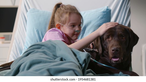 Portrait Of Smiling Little Girl Stroking Brown Labrador Lying In Hospital Bed. Sick Child Patient With Nasal Oxygen Tube Playing With Dog In Clinic Room