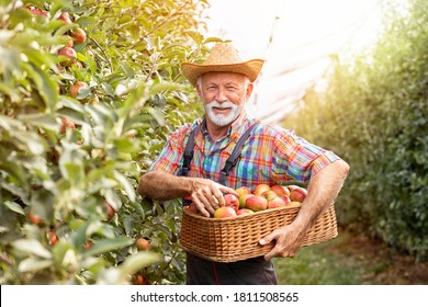 Portrait smiling male farmer harvesting red apples in sunny orchard  - Powered by Shutterstock