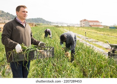 Portrait Of Smiling Man Engaged In Green Onions Harvesting On Farm Plantation In Sunny Day, Carrying Box With Gathered Vegetables..