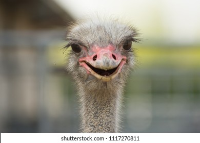 Portrait of a smiling ostrich