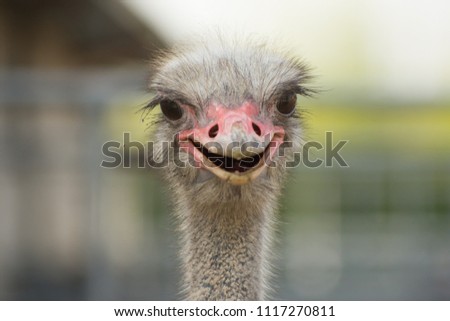 Portrait of a smiling ostrich