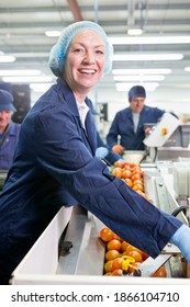 Portrait Of A Smiling Quality Control Worker Checking Tomatoes At Production Line In A Food Processing Plant