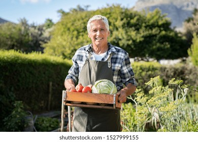 Portrait Of Smiling Senior Farmer Holding Vegetables Crate And Looking At Camera. Happy Old Man Carrying Basket Of Bio Veg Outdoor. Senior Gardener Showing Harvested Vegetables In The Vegetable Garden