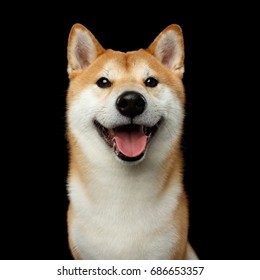 黒 柴犬 の画像 写真素材 ベクター画像 Shutterstock