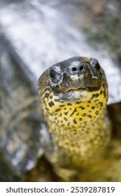 Portrait of a smiling turtle