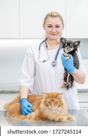 Portrait Of A Smiling Veterinarian Doctor With Dog And Cat In A Vet Clinic