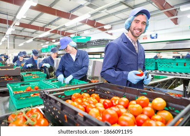 Portrait smiling worker packing ripe red tomatoes on production line in a food processing plant - Shutterstock ID 1866091195